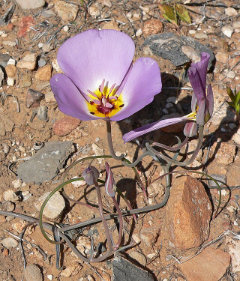 Calochortus flexuosus Winding Mariposa Lily