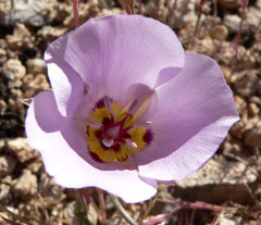 Calochortus flexuosus Winding Mariposa Lily