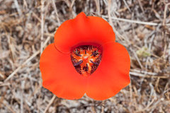 Calochortus kennedyi Kennedy’s or Desert Mariposa Lily