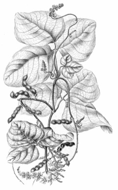 Calopogonium caeruleum Wild jicama