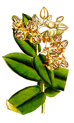 Calotropis Giant Milkweed, Crown Flower, Giant Calotrope, Swallow-wort