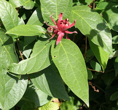 Calycanthus occidentalis Californian Allspice, Western sweetshrub
