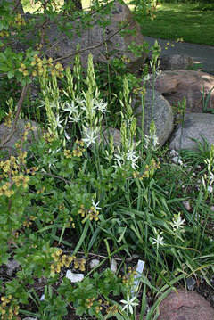 Camassia leichtlinii Wild Hyacinth,  Large camas, Suksdorf