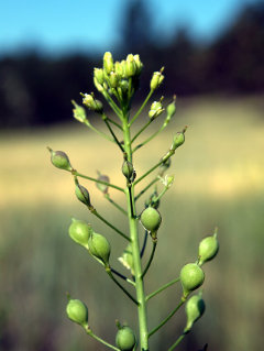 Camelina microcarpa Littlepod Falseflax