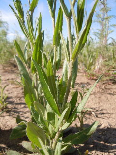 Camelina microcarpa Littlepod Falseflax