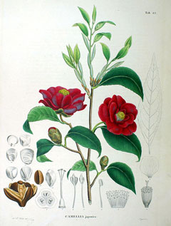 Camellia japonica Camellia, Common Camellia, Japanese Camellia