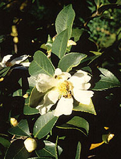 Camellia oleifera Tea-Oil Plant, Tea Oil Camellia