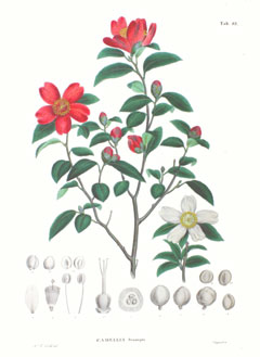Camellia sasanqua Camellia, Sasanqua camellia
