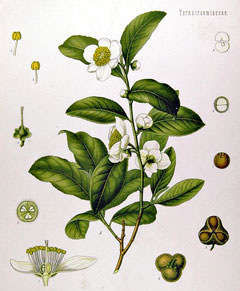 Camellia sinensis Tea Plant, Assam tea, Tea Tree Camellia