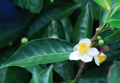 Camellia sinensis Tea Plant, Assam tea, Tea Tree Camellia