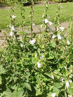 Campanula alliariifolia Cornish Bellflower