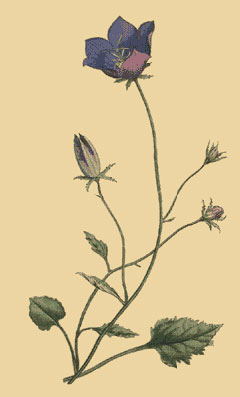 Campanula carpatica Tussock Bellflower, Carpathian Bellflower, Carpathian Harebell