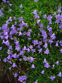Campanula rotundifolia Harebell, Bluebell bellflower