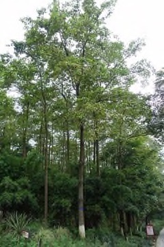 Camptotheca acuminata Happy Tree, Cancer Tree