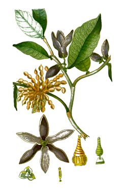 Cananga odorata Ylang Ylang, Perfume Tree