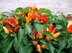 Capsicum annuum Sweet Pepper,  Cayenne Pepper, Chili Pepper, Christmas Pepper,  Red Pepper, Ornamental Chili  Pepper