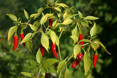 Capsicum frutescens Tabasco Pepper,  Cayenne pepper