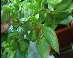 Capsicum pubescens Tree Pepper, Rocoto