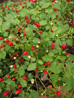 Capsicum annuum var. aviculare Cayenne Pepper