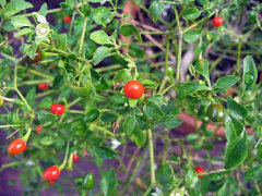 Capsicum annuum var. aviculare Cayenne Pepper