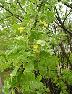 Caragana arborescens Siberian Pea Tree, Siberian peashrub