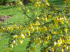 Caragana pygmaea Pygmy Peashrub