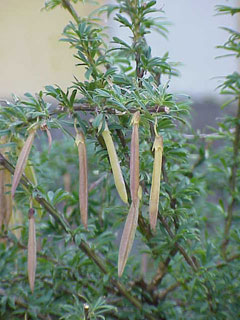 Caragana pygmaea Pygmy Peashrub