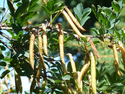 Caragana brevispina Long-Stalked Pea-shrub