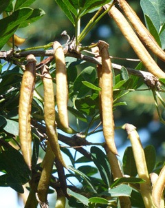 Caragana brevispina Long-Stalked Pea-shrub