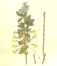 Caragana frutex Russian pea shrub