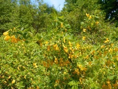 Caragana frutex Russian pea shrub