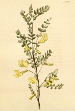 Caragana microphylla Littleleaf Peashrub