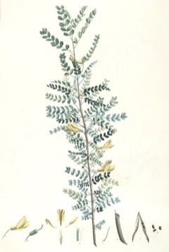 Caragana microphylla Littleleaf Peashrub