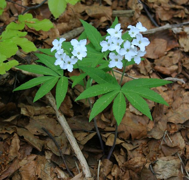 Cardamine heptaphylla 