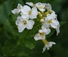 Cardamine cordifolia Heartleaf Bittercress Cardamine cordifolia Heartleaf Bittercress
