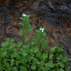 Cardamine cordifolia Heartleaf Bittercress Cardamine cordifolia Heartleaf Bittercress