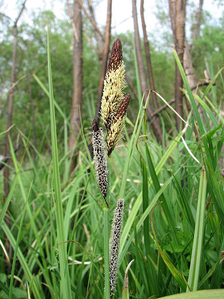 Carex acutiformis Swamp Sedge, Lesser pond sedge