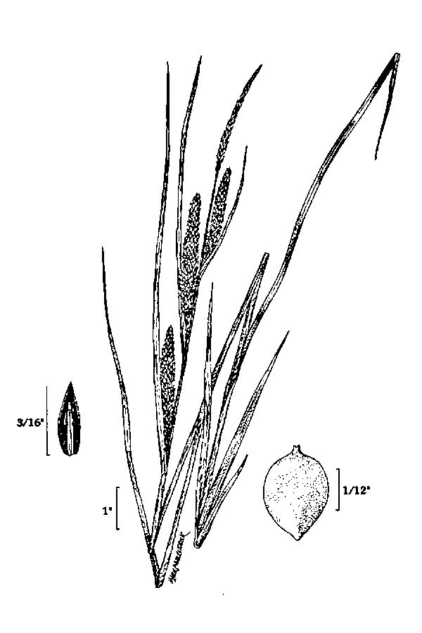 Carex aquatilis Water sedge, Sitka sedge
