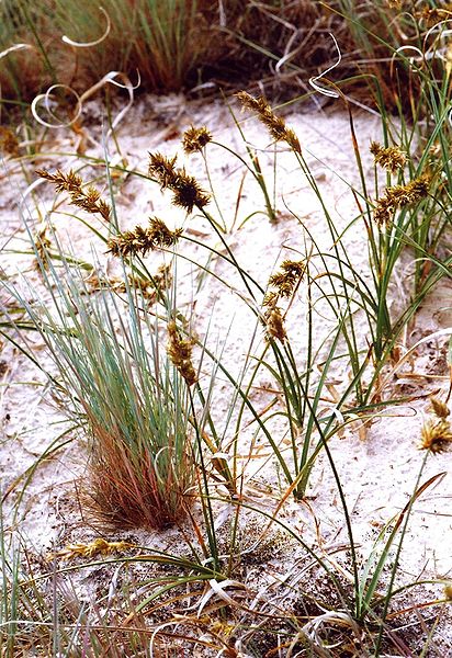 Carex arenaria Sand Sedge