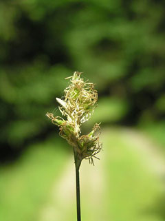 Carex brizoides 