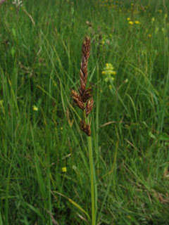 Carex disticha Tworank sedge