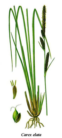 Carex elata Tufted Sedge, Golden Variegated Sedge, Tufted Sedge