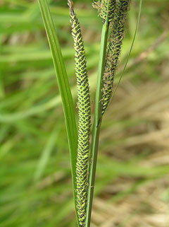 Carex elata Tufted Sedge, Golden Variegated Sedge, Tufted Sedge