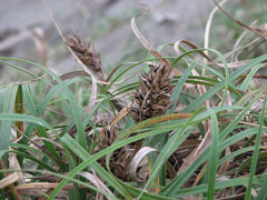 Carex kobomugi Japanese sedge