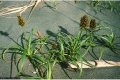 Carex macrocephala Largehead sedge