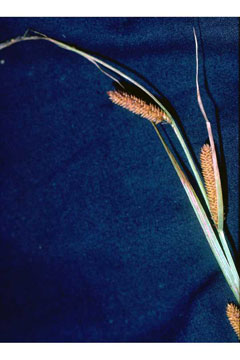 Carex nebrascensis Nebraska sedge