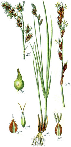 Carex paniculata 