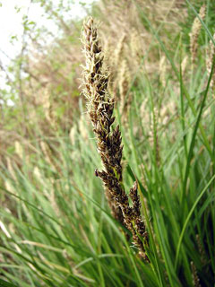 Carex paniculata 