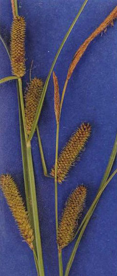 Carex utriculata Sedge, Northwest territory sedge
