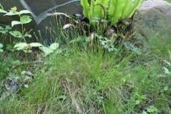 Carex eburnea Bristleleaf sedge
